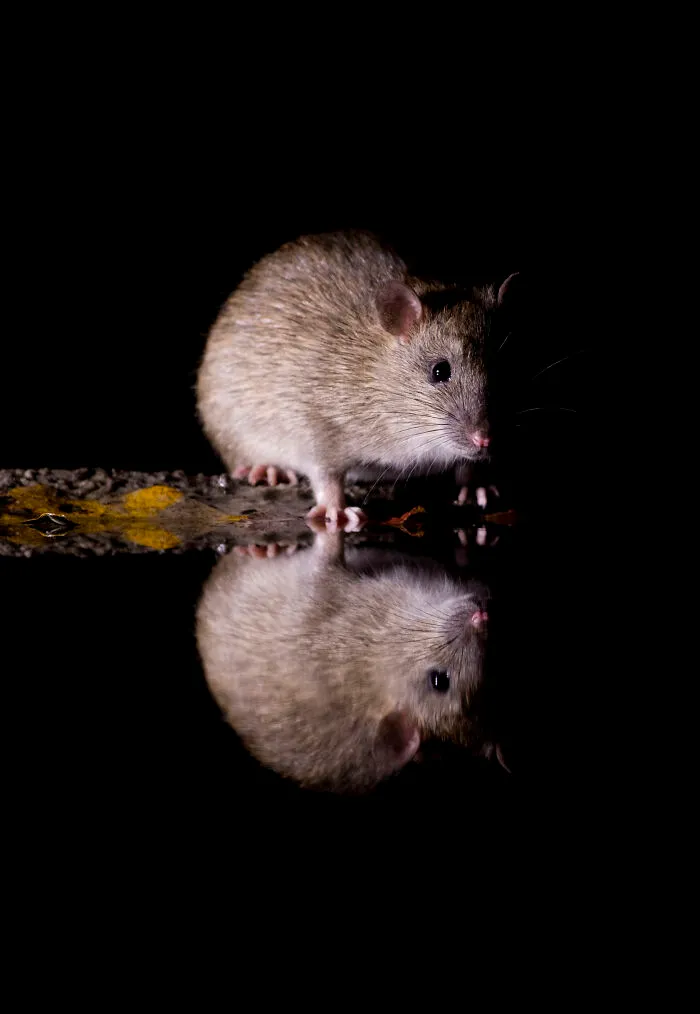 To Change People’s Negative Perceptions Of Rats, I Started Photographing Them In A Nice Way (19 Pics)