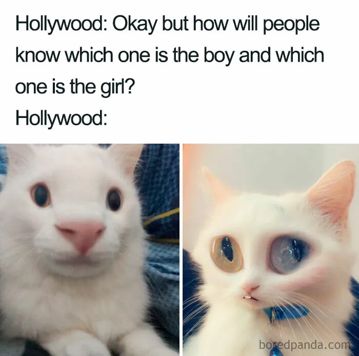 Thanks, I Hate Hollywood Boy And Girl