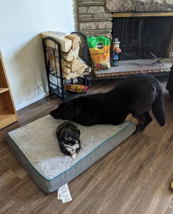 Duke Trying To Share His Bed With Pennywise