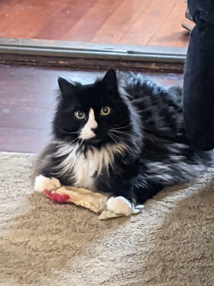 Rags, Aka Ragnar, Named After The Viking Ragnar Lothbrok