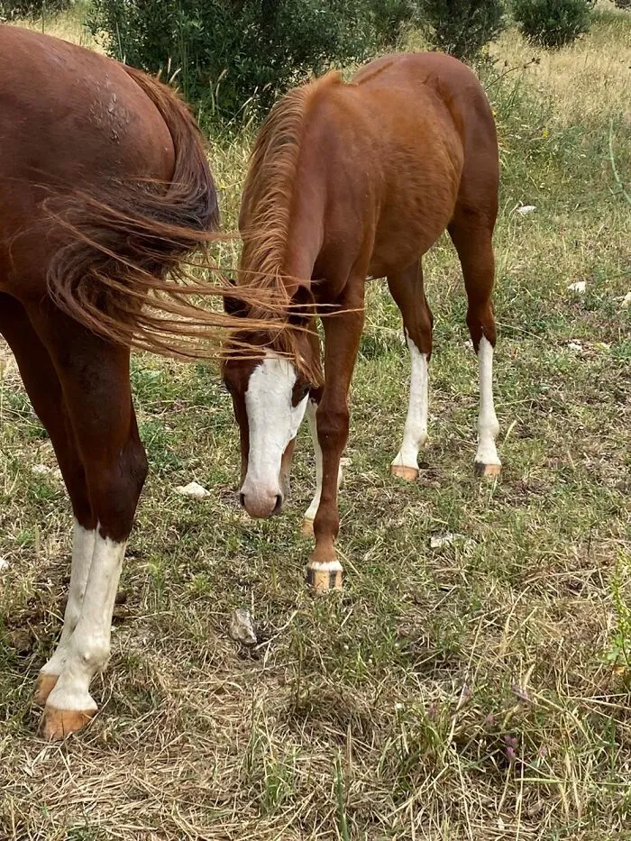 Aqha Lazy Lil Rascal Aka Phantom