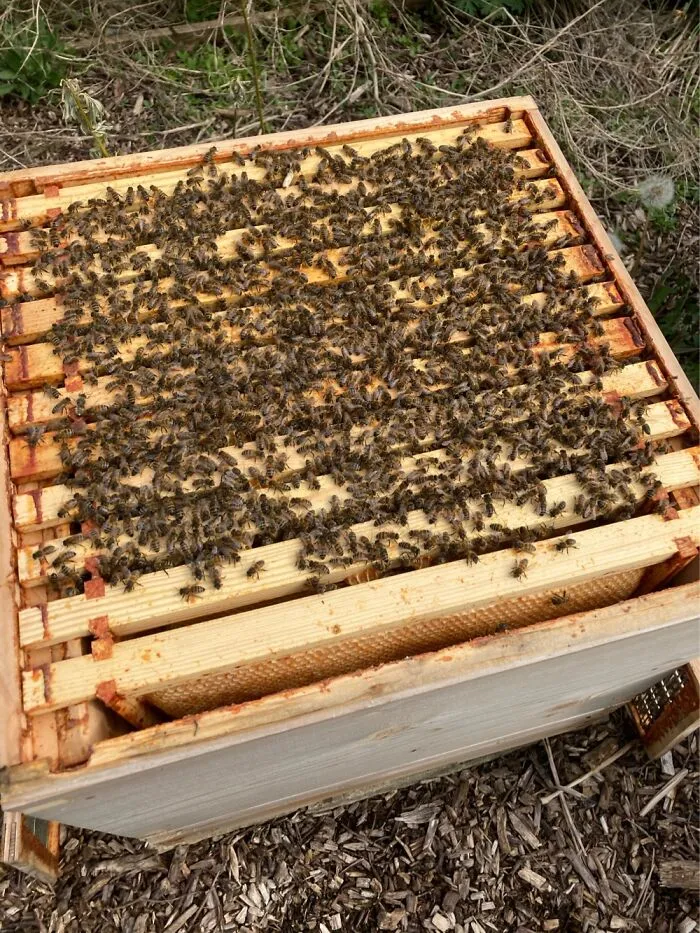 One Of My Beehives