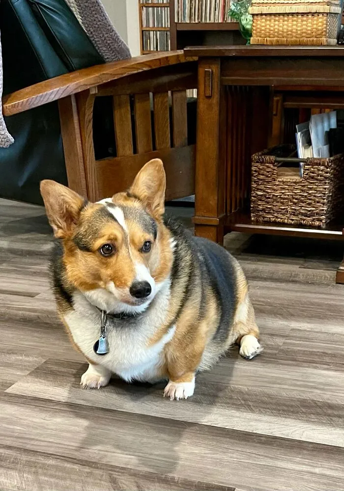 Scooter Mcmuffin Paws.  Because His Little Feet Are Like Muffins