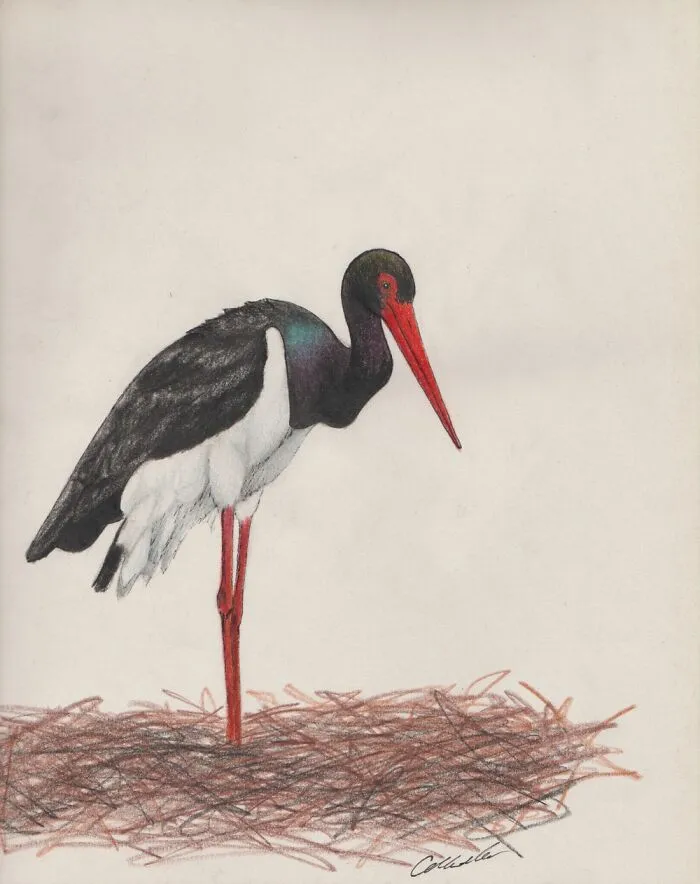 Pencil Color Sketch Of The European Black Stork