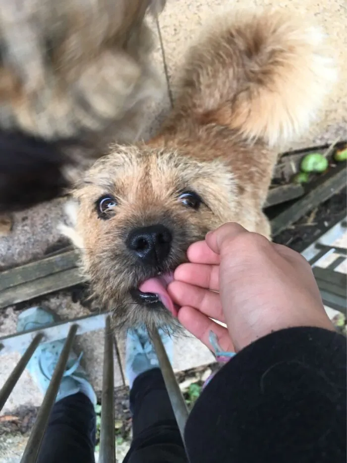 Archie Means Bold And Brave And Although He Is Both He Looks Like A Derp Doing It Sometimes.