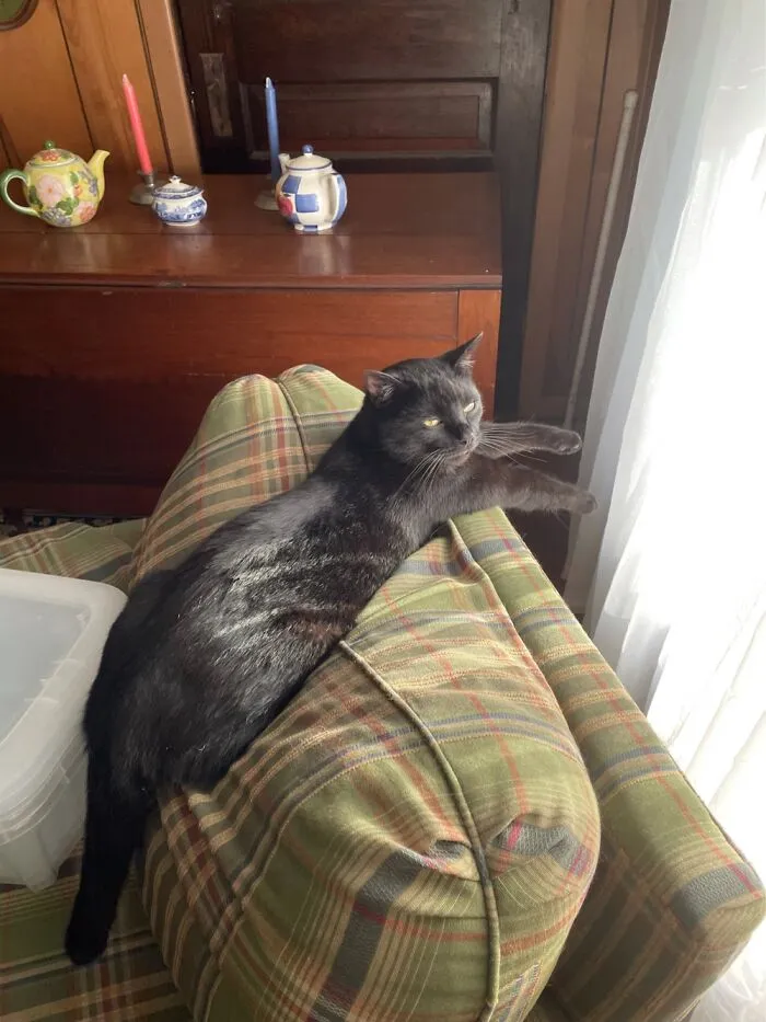 This Is Purrcy, Who Is Named After Percival Fredrickstein Von Musel Klossowski De Rolo III