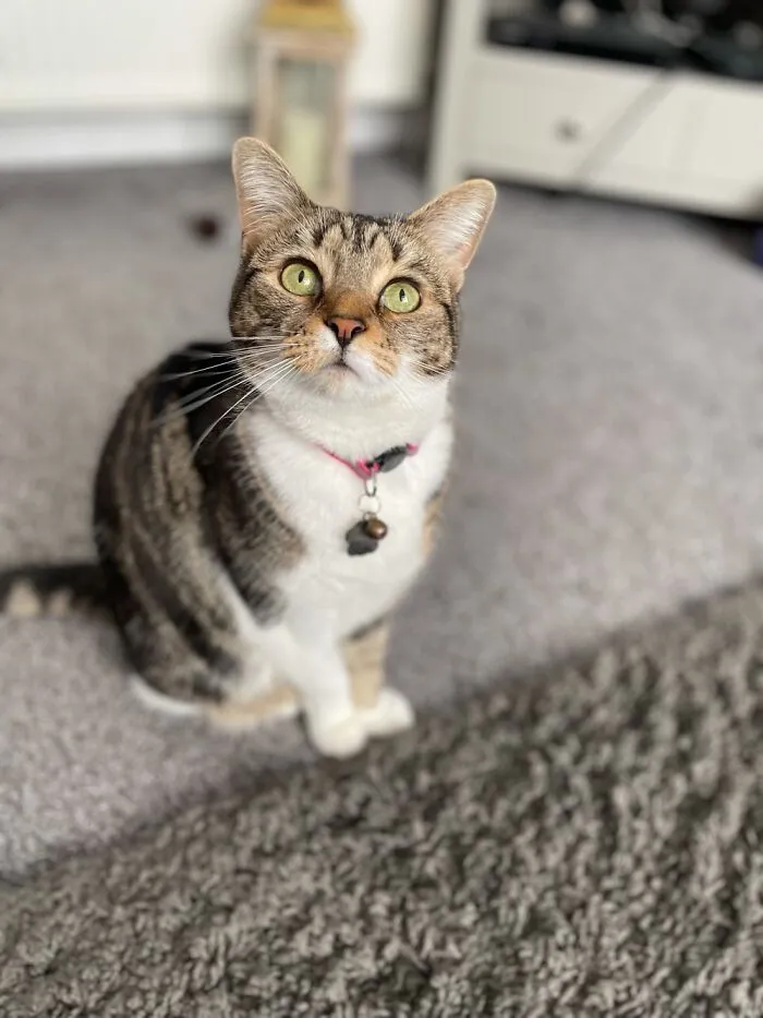 Lola, Named After The Volbeat Song, Lola Montez.