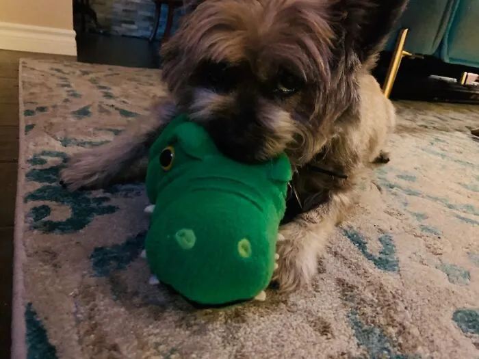 This Is Nibbler. We Named Him After A Character On Futurama. Lelas Pet That Ate Everything! 😉