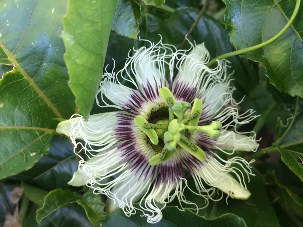 Post A Photo (You’ve Taken) Of Your Favourite Type Of Flower !