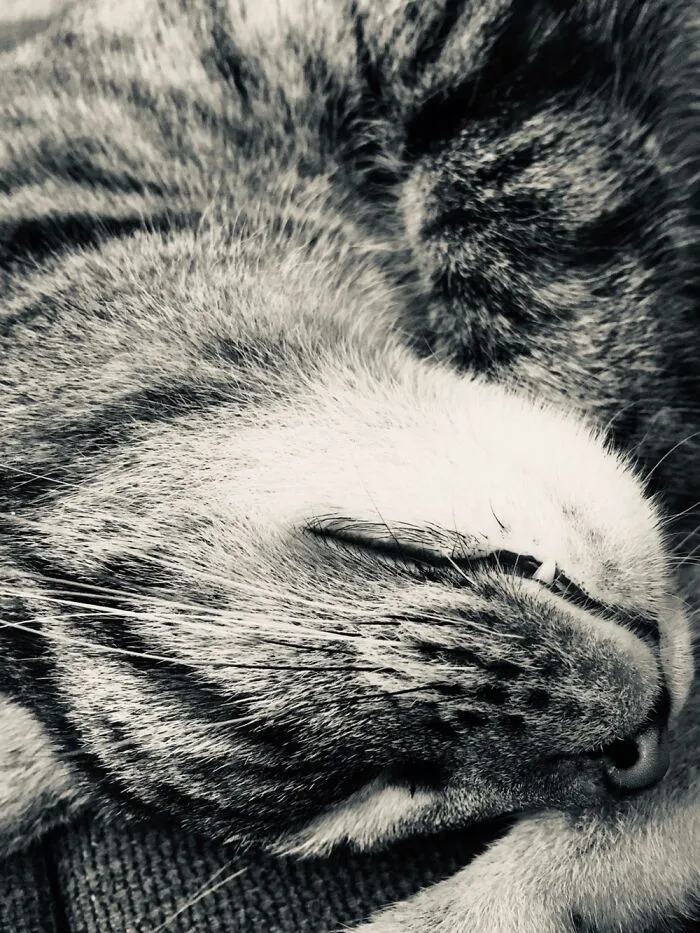 My Cat Tabbers