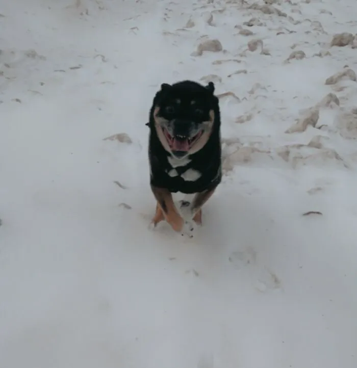 He Gets Crazy Excited When He Gets To Run Off Leash