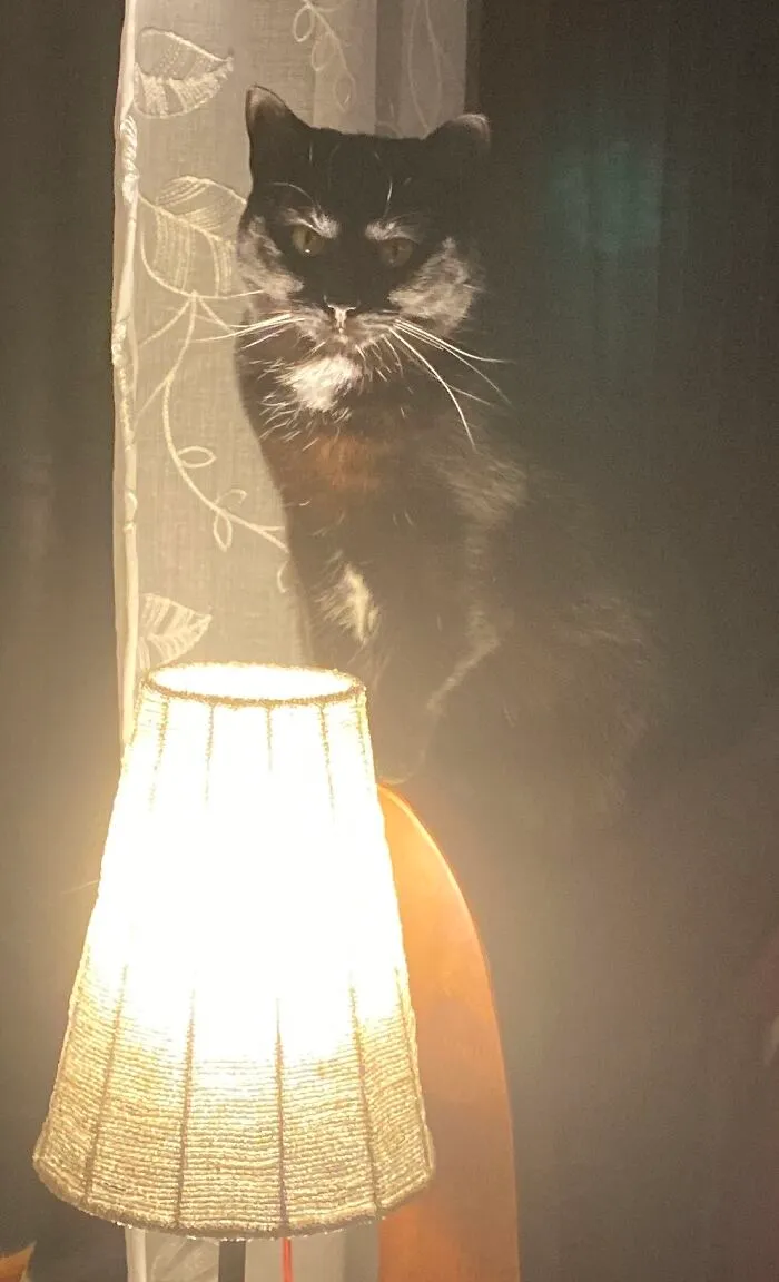 Alice