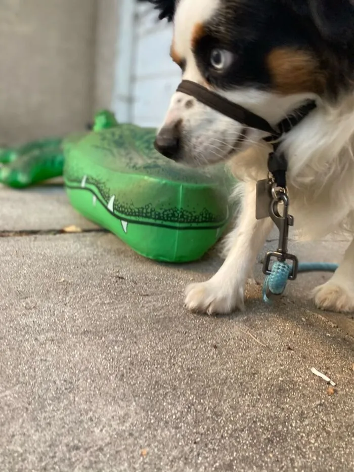 Gator Alert
