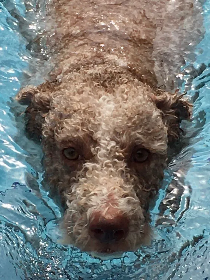 Shark Dog