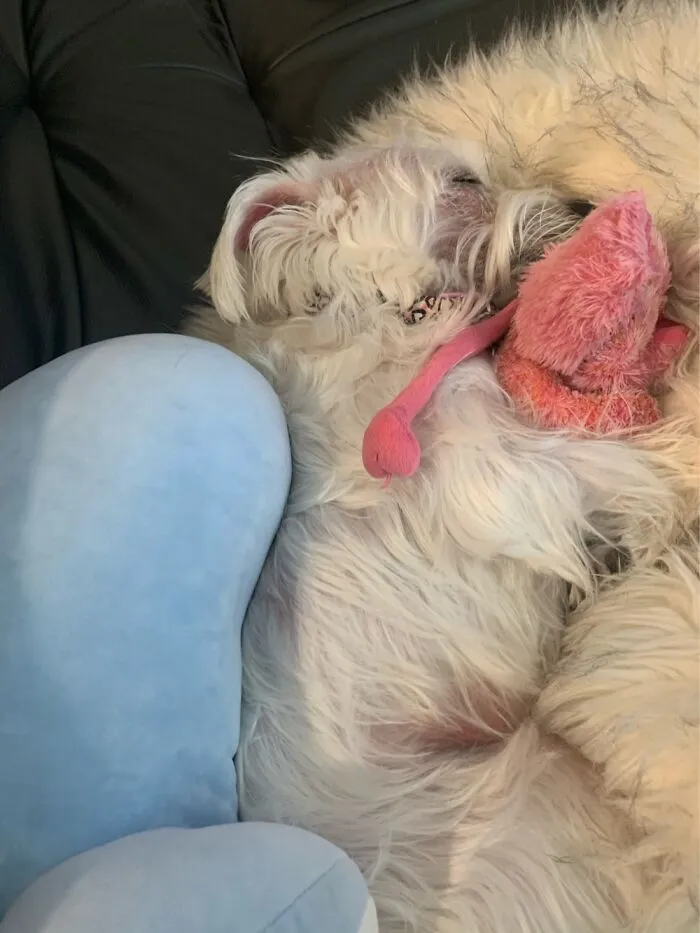 This Is Bea!! Love Toys… When She Doesn’t Have A Toy She Gets Lizards From The Yard 🤦🏻♀️🥰