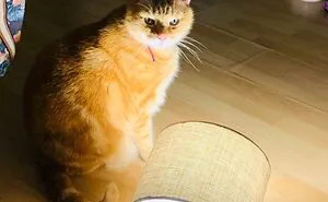 Hey Pandas, Show Us A Demonic Picture Of Your Pet (Closed)