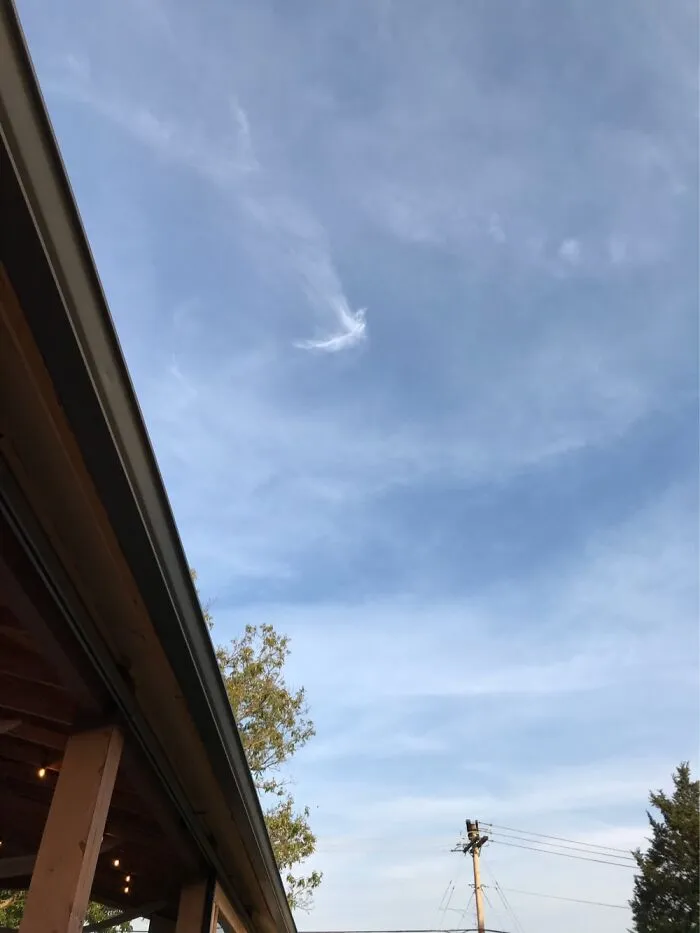 I Thought It Looked Like A Bird Soaring