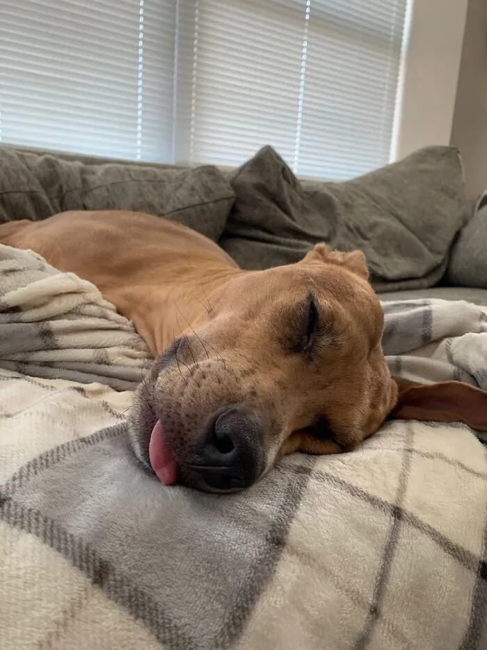 After A Hard Days Work Watching The Hooman Work.