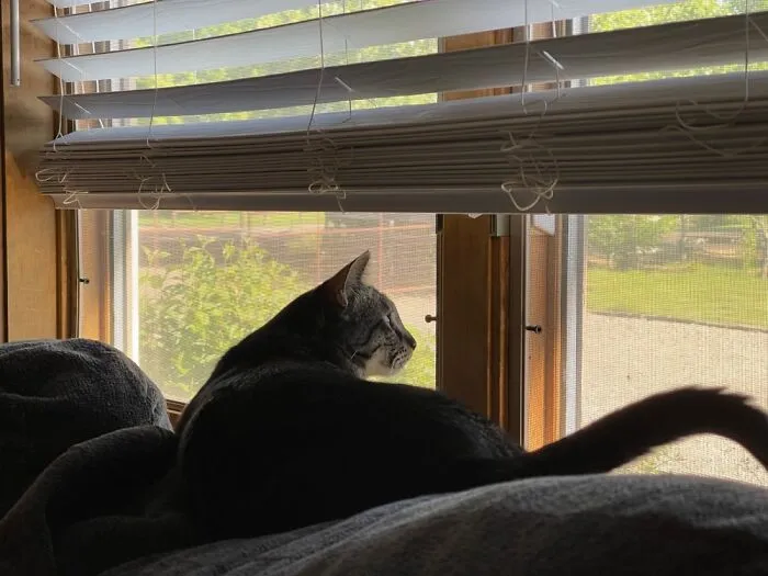 Our Neighbor’s Cat, Lucy.