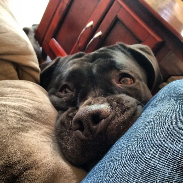 My Little Love Bug