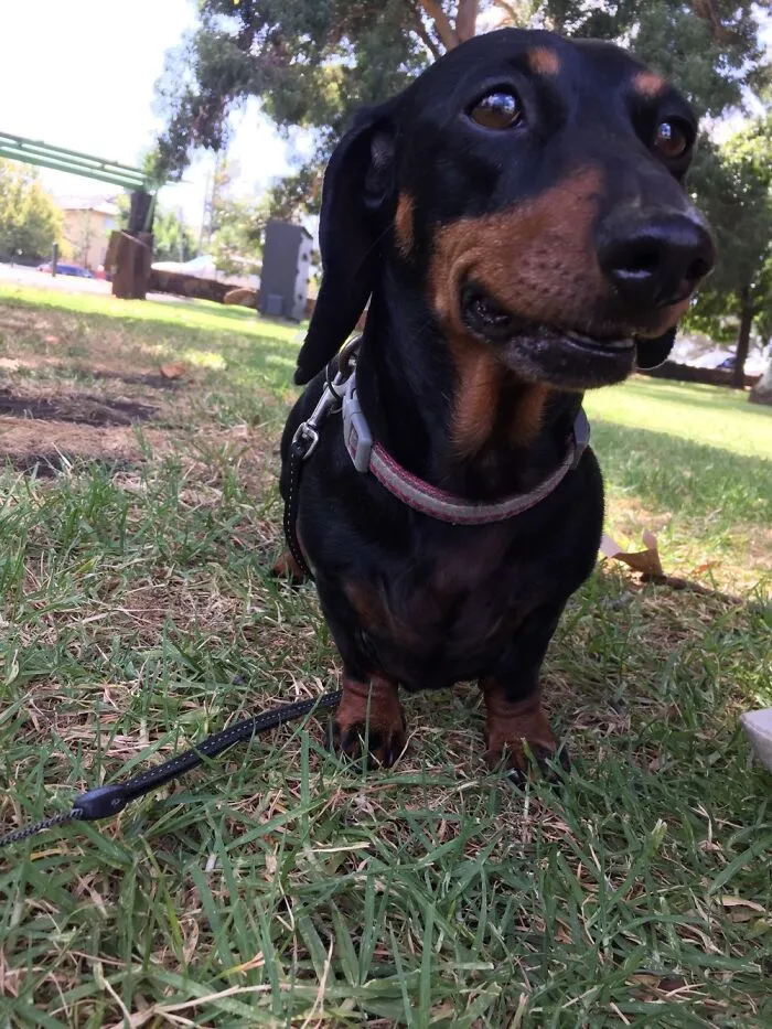 My Mini Sausage ❤️