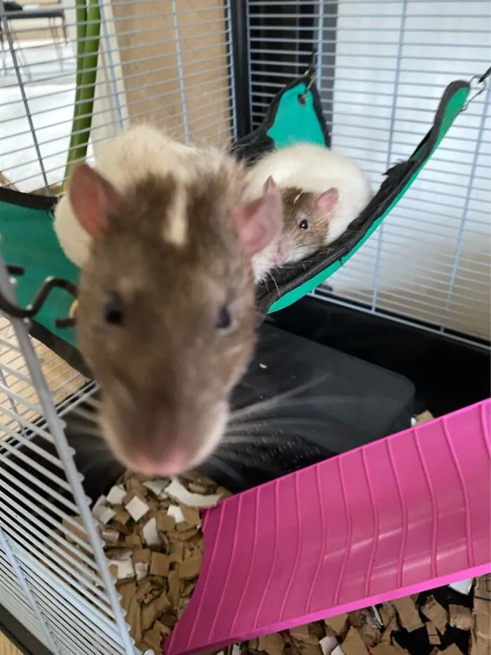 My 2 Boys