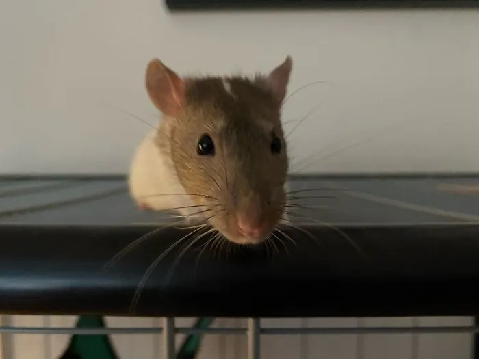 He Is Called Sjoerd