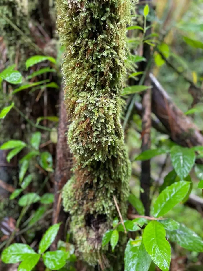 Moss