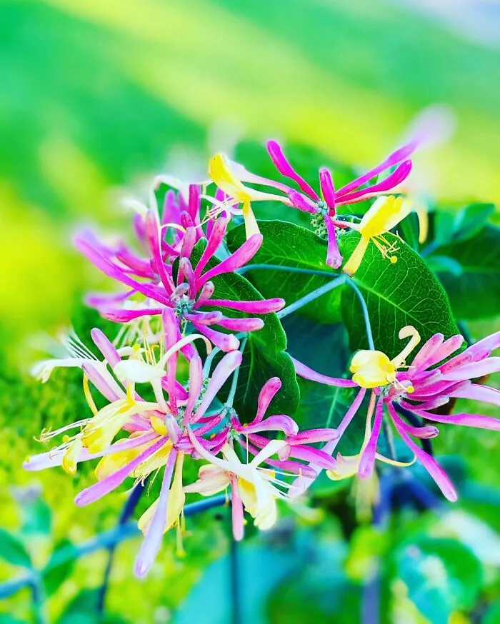 Oh Honeysuckle