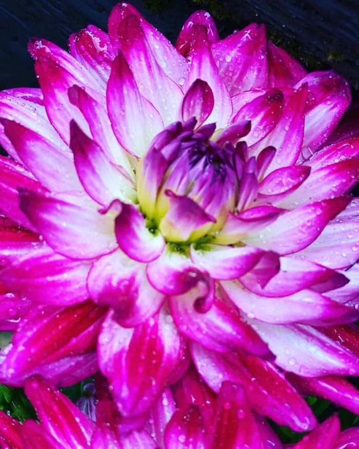 Delightful Dahlia