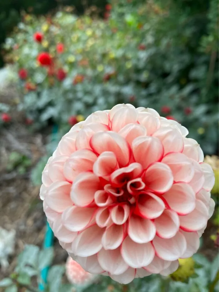 From A Garden In Picton, New Zealand