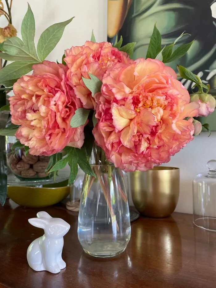 The Tree Peony I Took Before The Family Home Was Sold