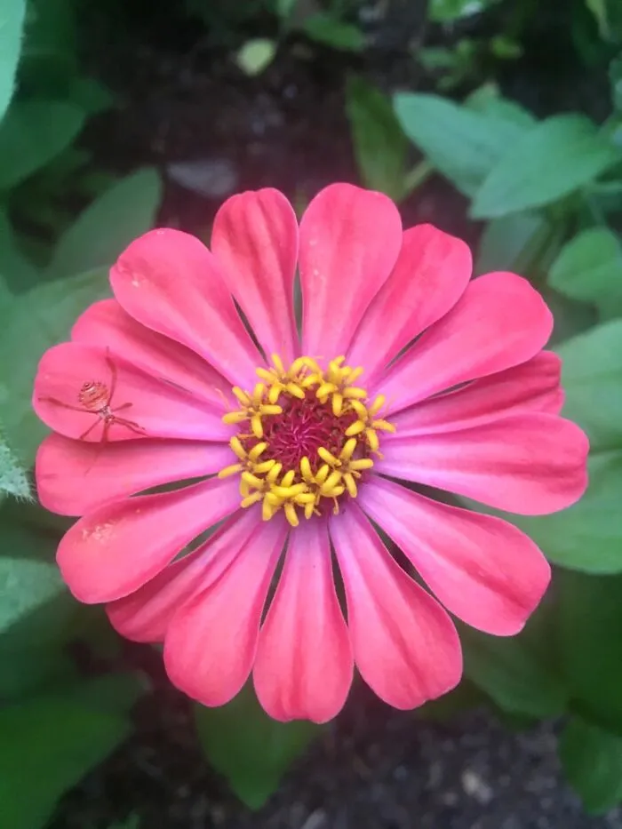 Zinnia