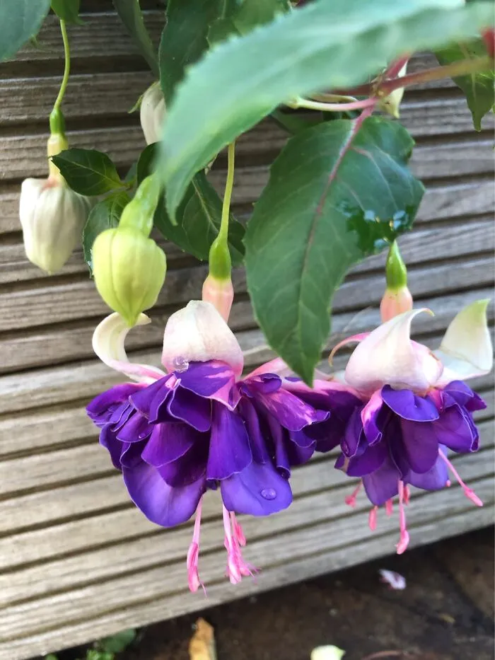 Fuchsias I’ve Grown. I Love The Purple And Pale Pink Against The White.