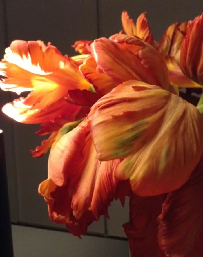Tulips!