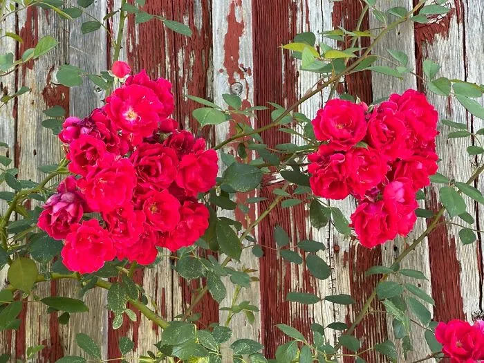 Wild Climbing Roses Against One Of Our Barns Here On Our Farm.