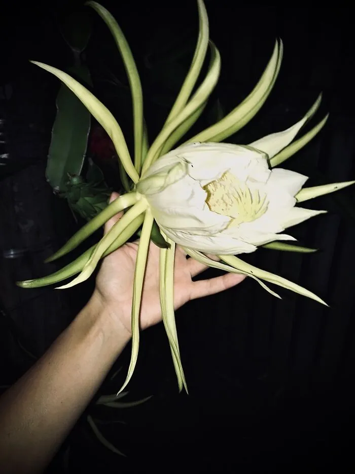 The Short Lived Dragon Fruit Flower
