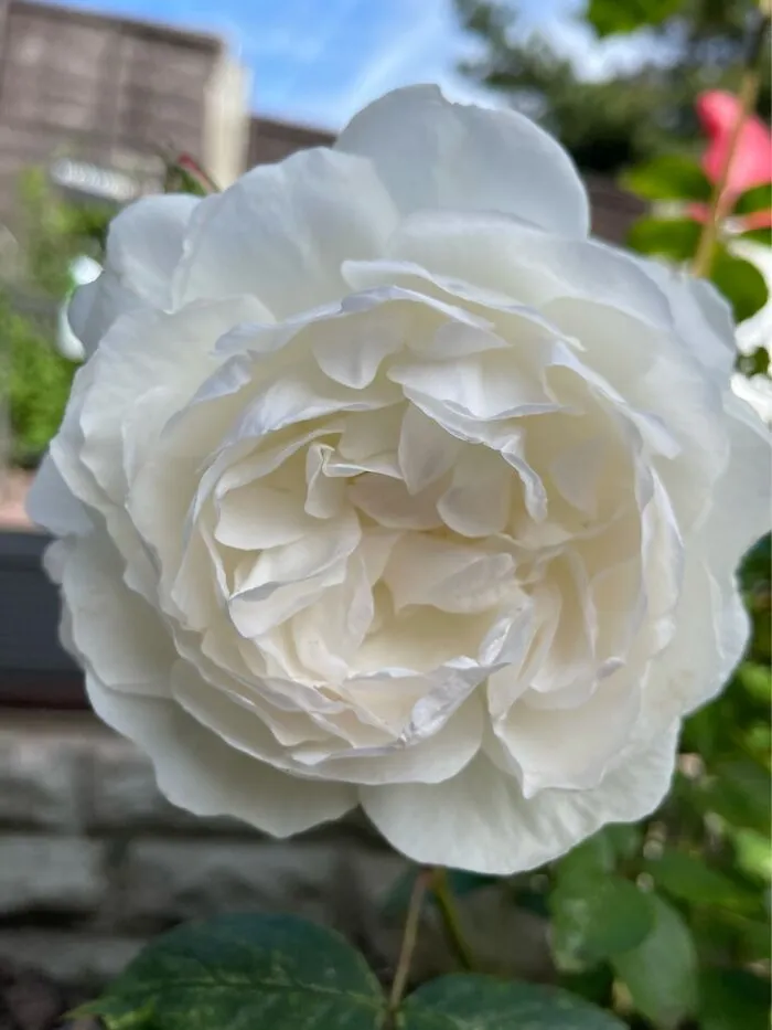 Don’t Know What Type It Is, But It Smells Gorgeous.