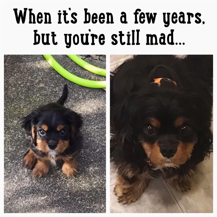 Why Is It That No One Takes You Seriously When You’re So Heckin Cute?!?!