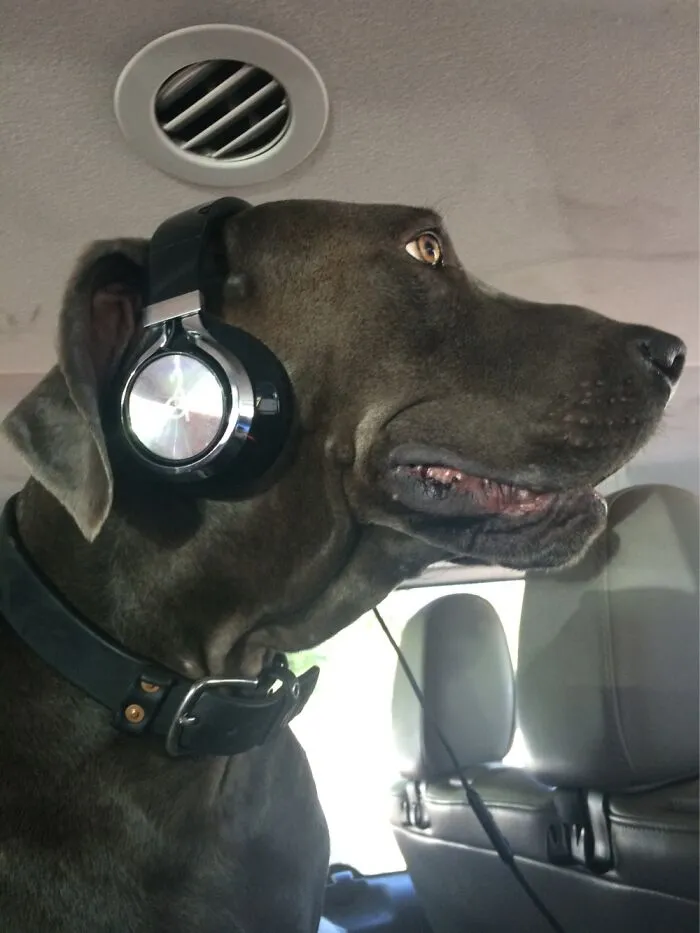 My Handsome Boi