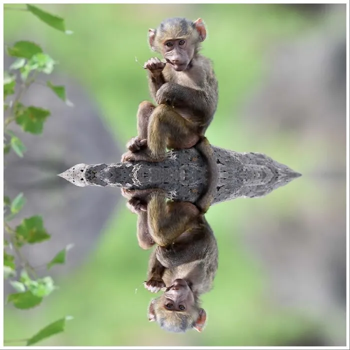 Double Monkey