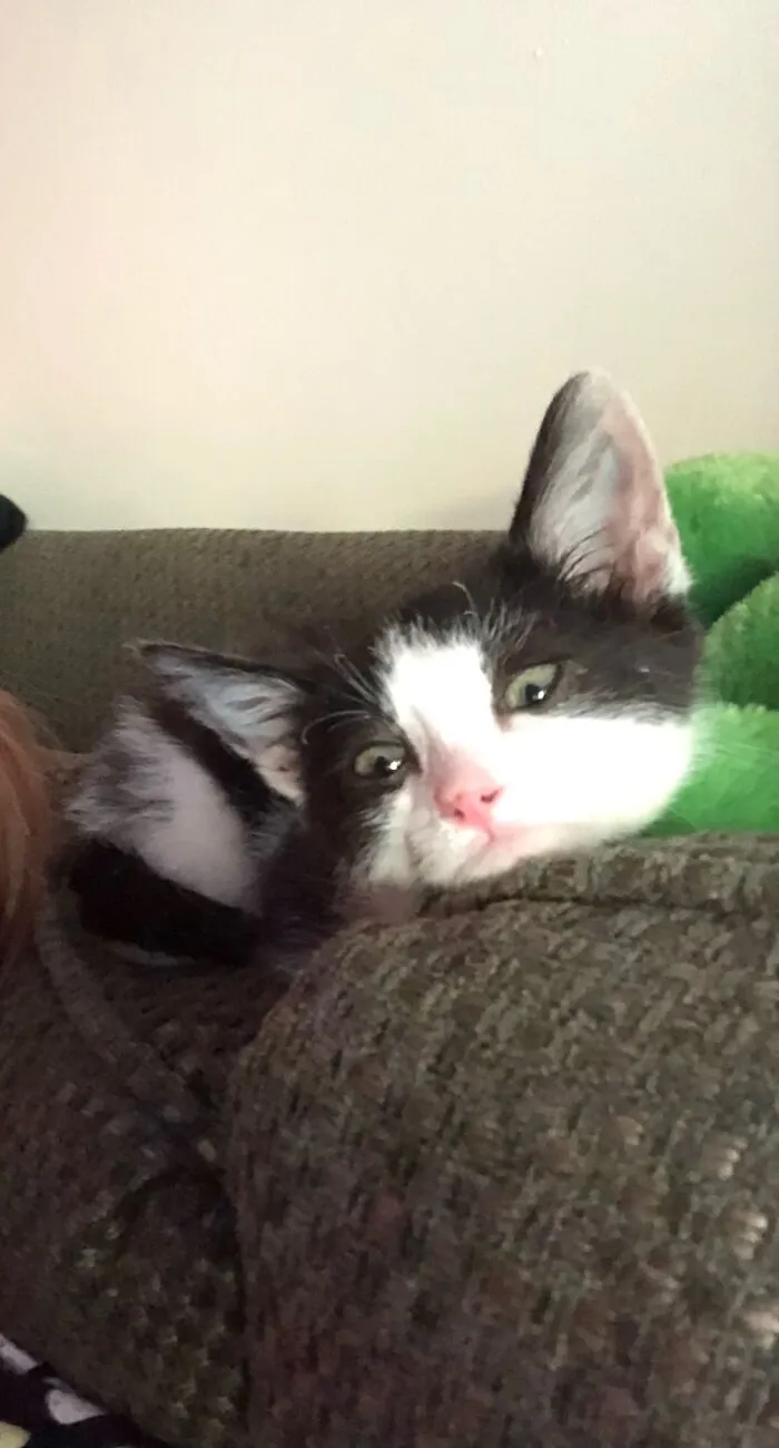 My Roommates Kitten. Showing His True Crazy In This Picture.