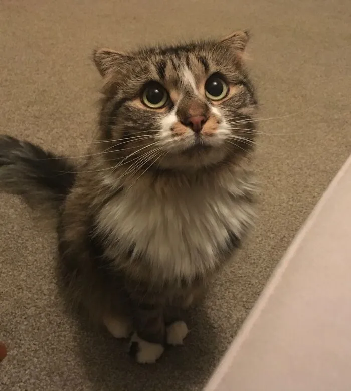 Sparrow Von Spca