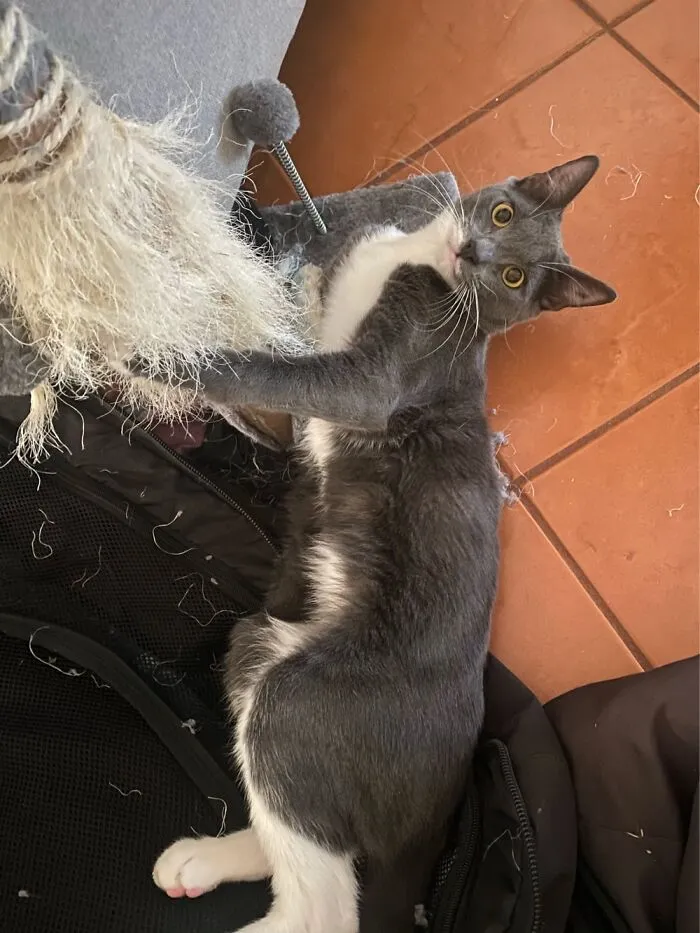 Sammy And His Loved Scratching Post