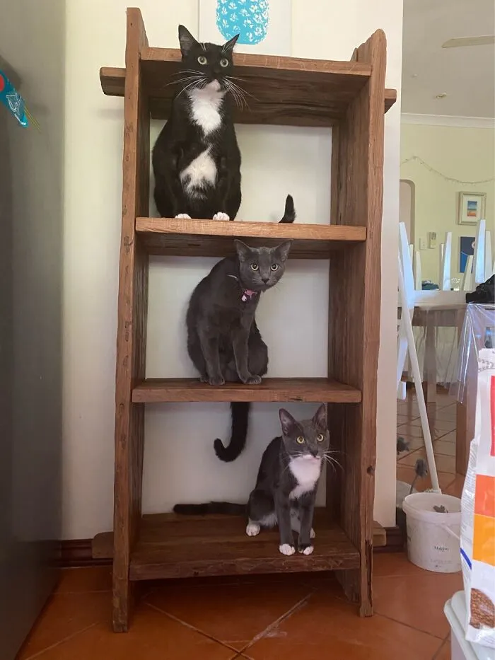 Trying To Clean The House With Cats