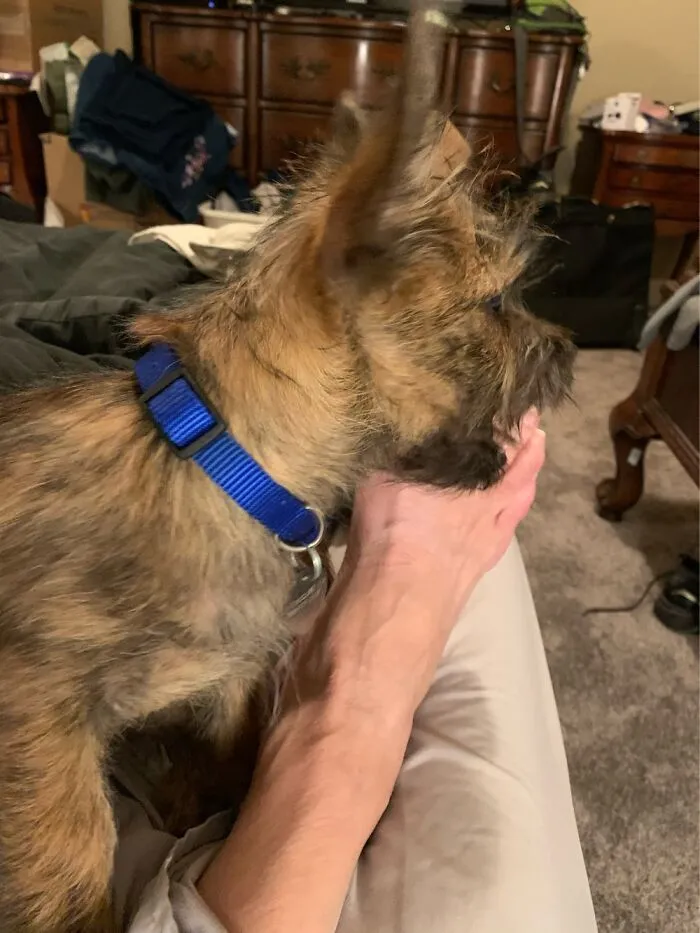 Andy Loves Giving “Pet-I-Cures” To His Pack Members 🤷♀️