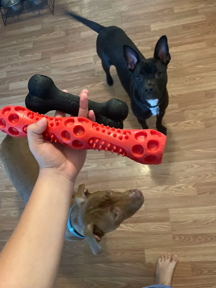 They Prefer The Bone For Tug Of War And Chewing, And The Red (Formerly Squeaky) Toy Is A Fetch Favorite
