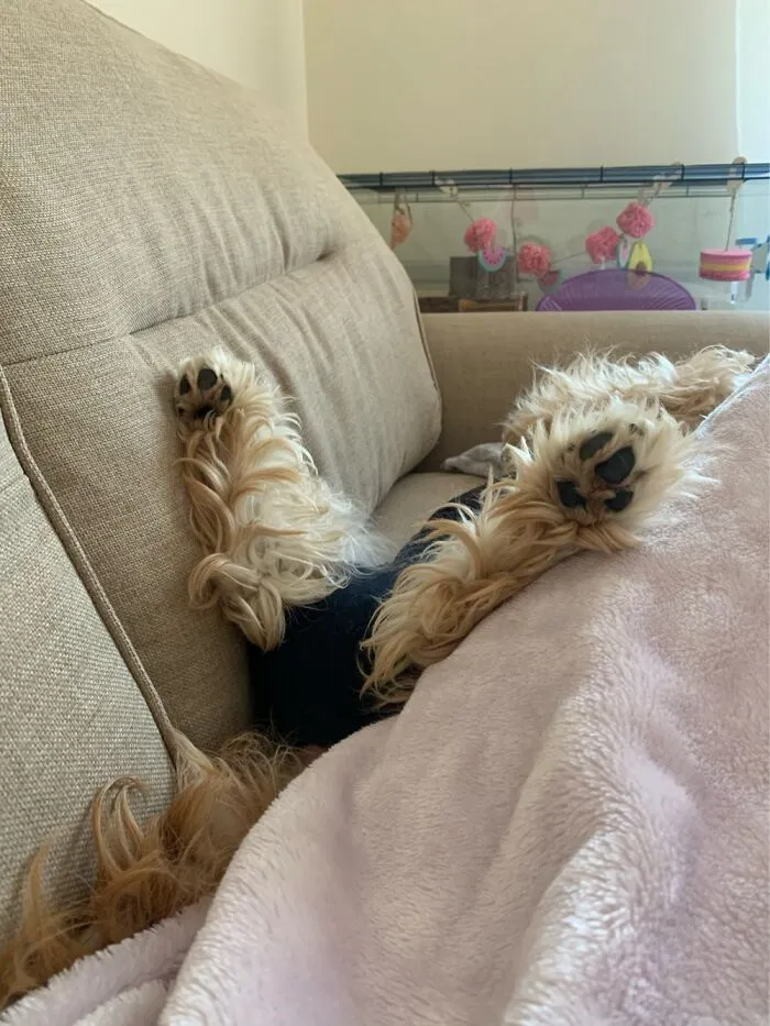 A Post Surgical Snooze. Guess Which Bits He Had Taken Away 🍒