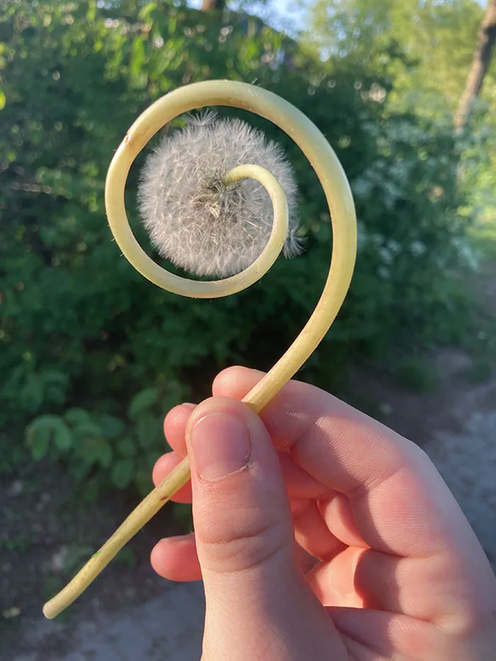 This Swirly Dandelion I Found