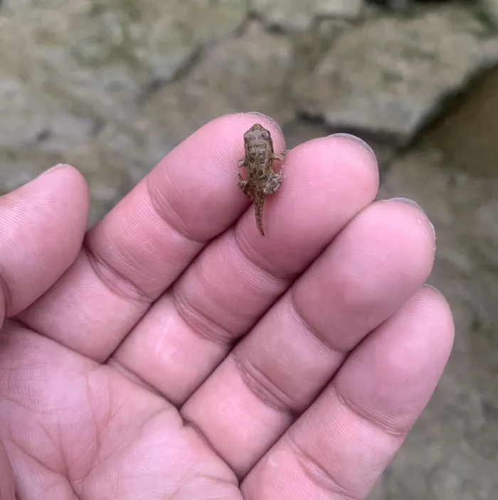 Esta mañana encontré una rana joven que todavía tenía su cola